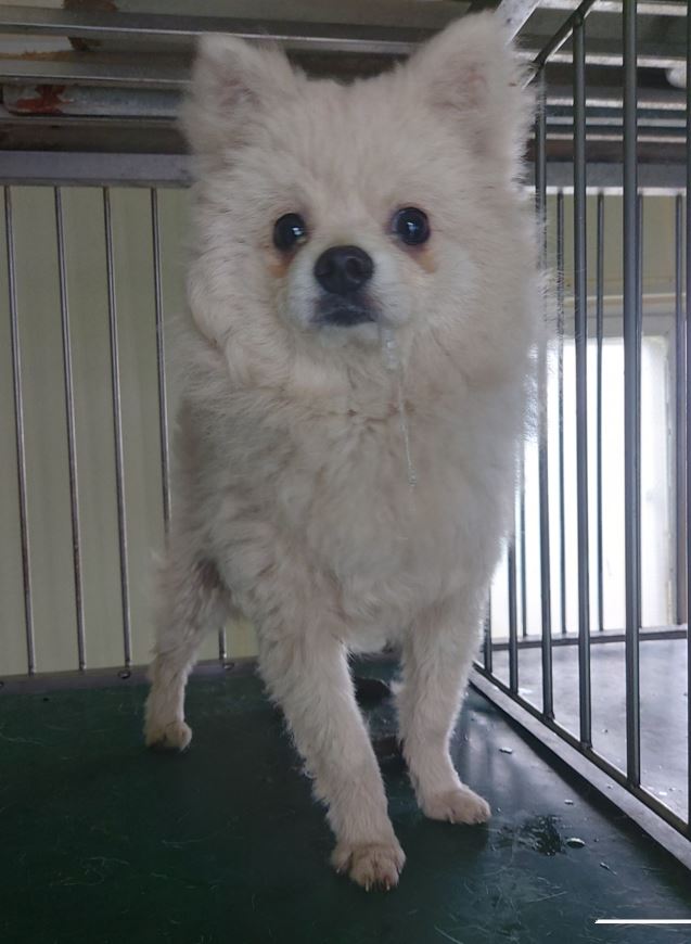 보령시유기동물보호소_444451202300483